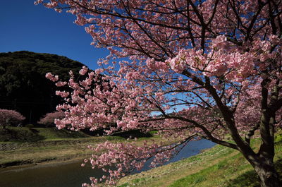 Pink flowers growing on tree