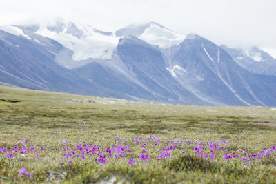 Scenic view of flowering plants on field against mountains