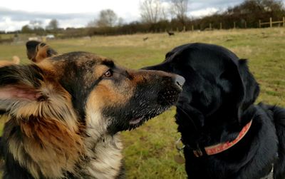 Close-up of dogs on field