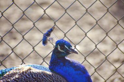 Close-up of peacock on chainlink fence