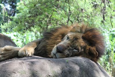 View of cat resting on rock in forest