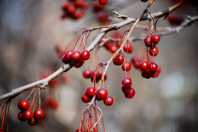 Close-up of cherries growing on tree