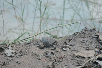 Close-up of a bird on field