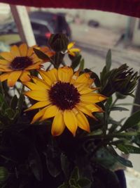 Close-up of yellow flowering plant