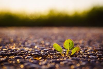 Surface level of fresh green plants