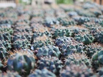 Full frame shot of succulent plant