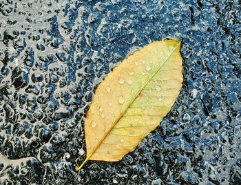 High angle view of maple leaf in water