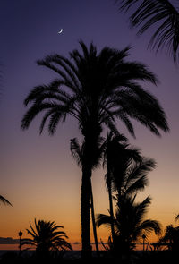 Silhouette palm tree against sky at sunset