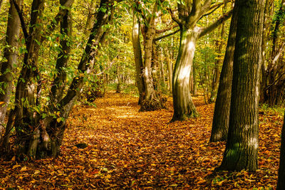 Trees in forest