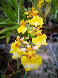 Close-up of yellow flowering plant