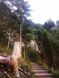 View of trees in forest