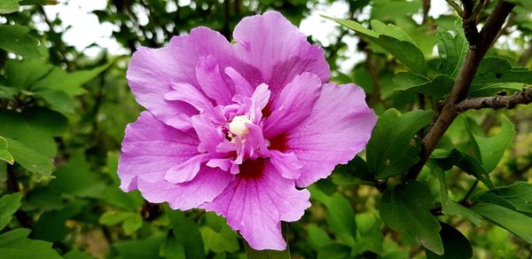 Close-up of pink flowering plant