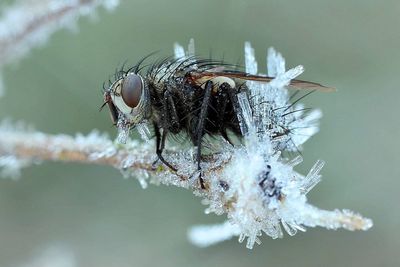 Close-up of fly