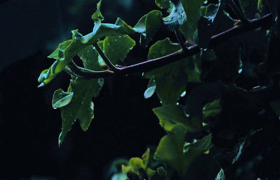 Close-up of plant with water drops
