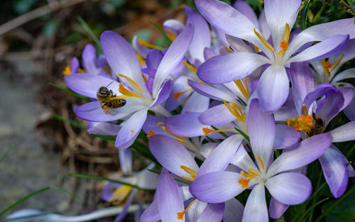 Close-up of purple crocus flowers