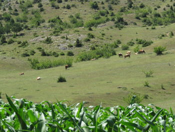 Horses grazing in a field