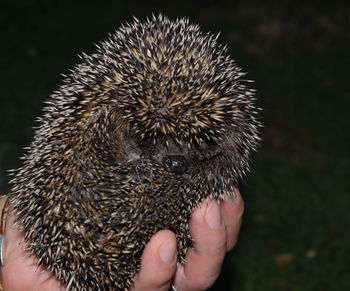 Close-up of hand holding crab
