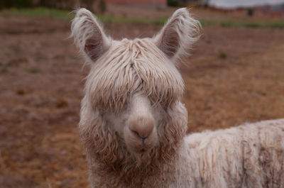 Close-up of a horse on field