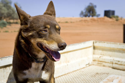 Close-up of australian kelpie in pick-up truck