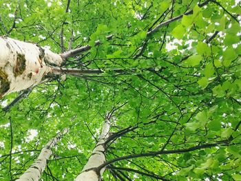 Low angle view of tree in forest