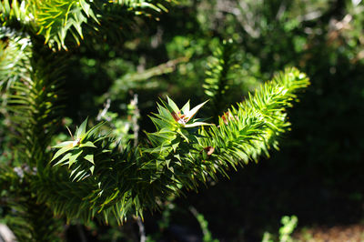 Close-up of insect on pine tree