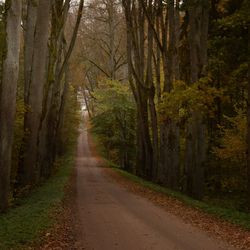 Dirt road amidst trees in forest