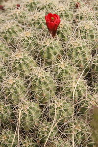 Full frame shot of red cactus