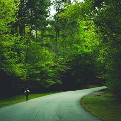 Rear view of man walking on road amidst trees in forest