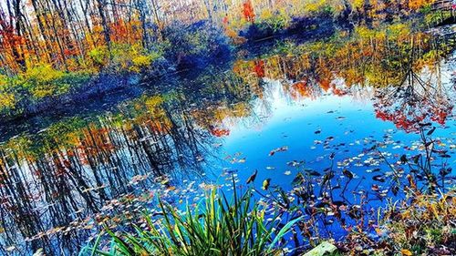 Reflection of plants in calm lake