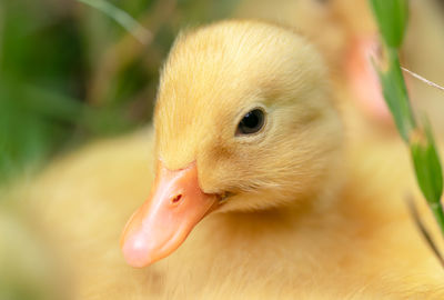 Close-up of a bird