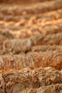 Full frame shot of dry leaves