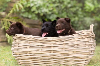 Close-up of black dog in basket