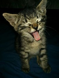 Cat sticking out tongue in darkroom