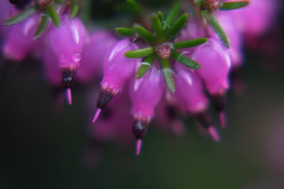 Close-up of pink flowers