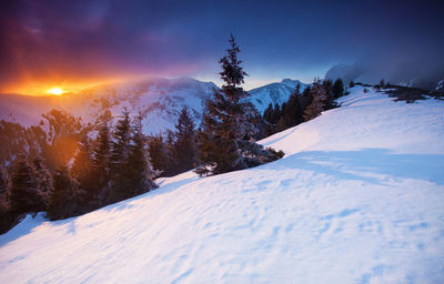 Trees on snow covered landscape against sky