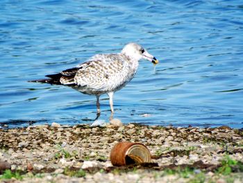 Close-up of sea gull in river water