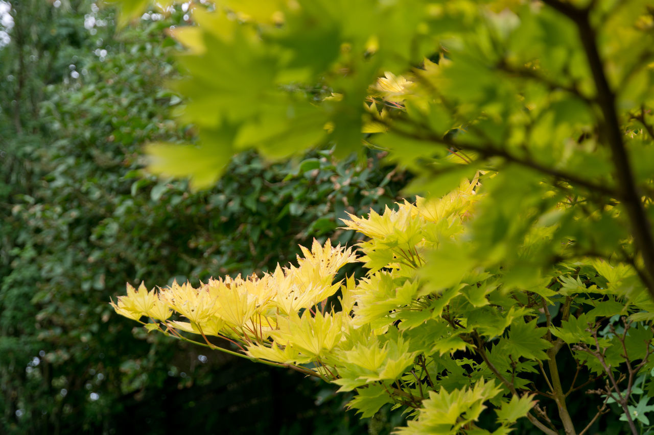 Japanese maple