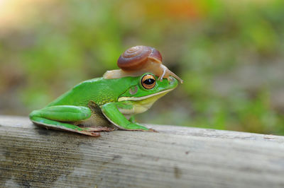 Close-up of lizard on leaf