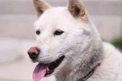 Close-up of dog looking away