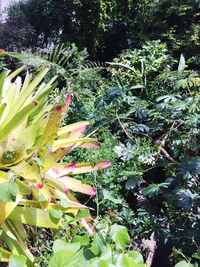 Close-up of flowering plant on field