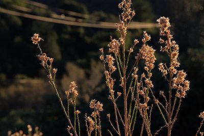 Close-up of plants against sky