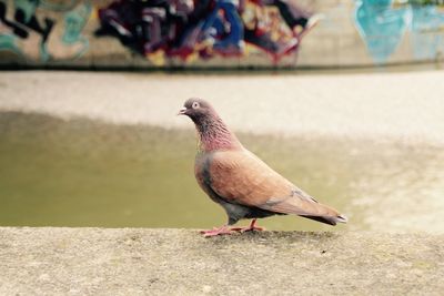 Close-up of bird perching on retaining wall