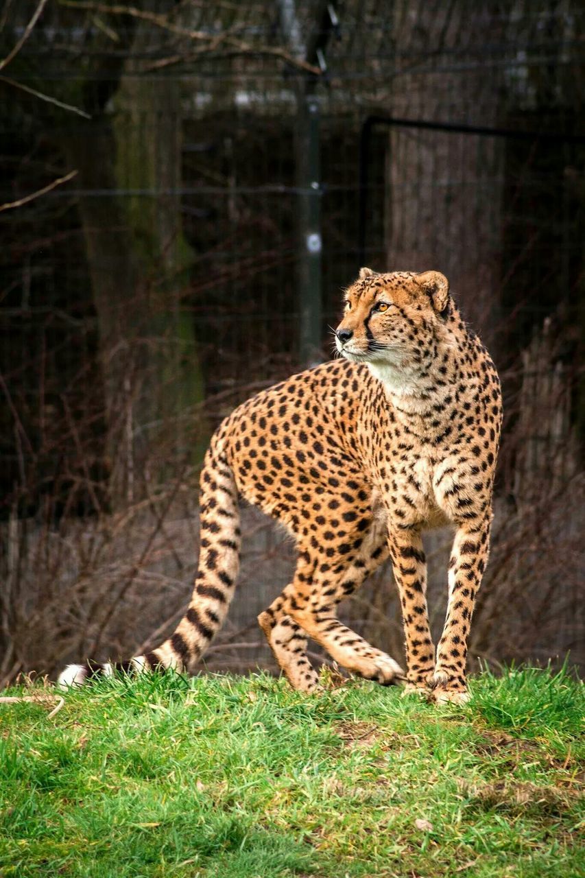 animal themes, animals in the wild, wildlife, one animal, grass, safari animals, relaxation, forest, mammal, field, full length, animal markings, side view, resting, nature, standing, focus on foreground, zoo, day, grassy