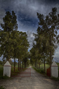 Trees by footpath against sky