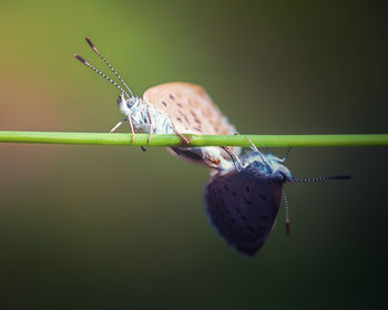 Close-up of insect