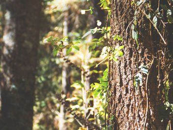 Close-up of fresh green plants in forest