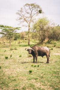 Rhinoceros standing on field