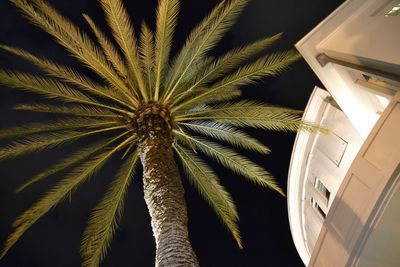 Low angle view of palm tree against sky