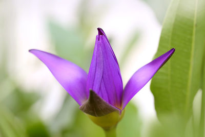 Close-up of purple flower