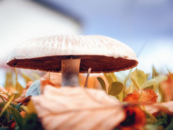 Close-up of mushroom